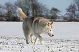 SIBERIAN HUSKY 451
